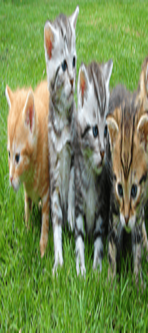 Erziehung von kleinen Katzen